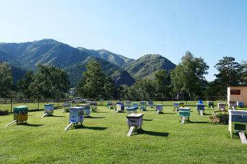 Hives on apiary