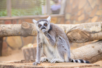 Lemur in the zoo. An animal in captivity. Striped tail.