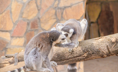 Lemur in the zoo. An animal in captivity. Striped tail.