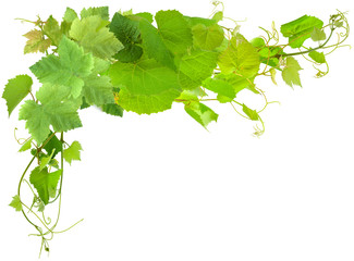 feuilles de vigne sur fond blanc 