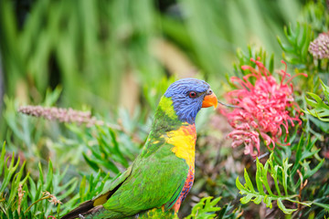 Wild Rainbow Lorikeet in colourful bush eating
