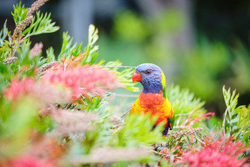 Wild Rainbow Lorikeet in colourful bush eating