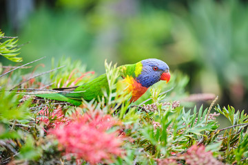 Wild Rainbow Lorikeet in colourful bush eating
