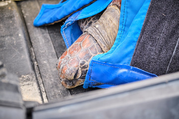 Rehabilitated turtle waiting to be released