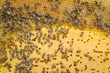 Yellow background, teamwork concept, Bees working on honey cell