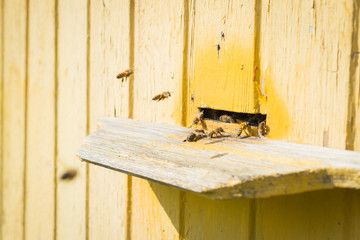 Swarm of bees at yellow beehive entrance