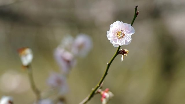 ウメの花 ヤエアサヒ, 八重旭
