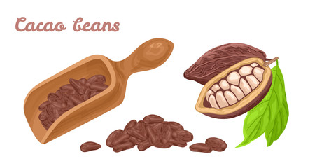 Cocoa beans in wooden scoop isolated on white background. Vector illustration of cocoa fruit and heap of chocolate beans. Cartoon simple flat style.