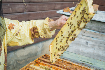 Outdoor authentic shoot of human hands without gloves with the beehive