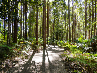 Lush tropical green foliage in the forest at the Maroochydore Botanic Gardens, Sunshine Coast, Queensland, with walking tracks and picnic areas