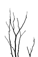 Silhouette of Dead tree and branches with clipping path on white background