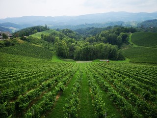 Fototapeta na wymiar Weinwanderung, Wandern in den Weinbergen