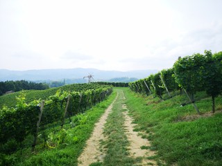 Fototapeta na wymiar Weinwanderung, Wandern in den Weinbergen