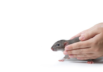 Rat in the hands. Young black rat in the hands of a man. white background, isolate