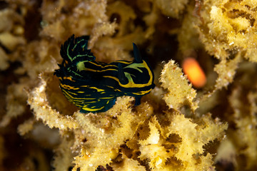 Tyrannodoris luteolineata, Roboastra luteolineata is a species of sea slug, a polycerid nudibranch, a marine gastropod mollusc in the family Polyceridae