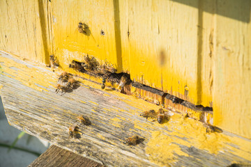 Beekeeping, beekeeper at work, bees in flight