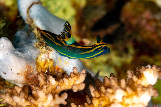 Nembrotha is a genus of sea slugs, nudibranchs, marine gastropod molluscs in the family Polyceridae