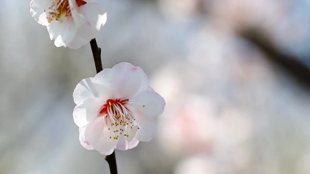 ウメの花 ヤエアサヒ, 八重旭