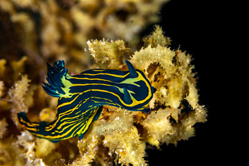 Tyrannodoris luteolineata, Roboastra luteolineata is a species of sea slug, a polycerid nudibranch, a marine gastropod mollusc in the family Polyceridae
