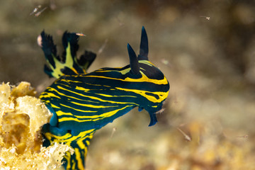 Tyrannodoris luteolineata, Roboastra luteolineata is a species of sea slug, a polycerid nudibranch, a marine gastropod mollusc in the family Polyceridae