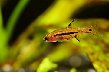 Boraras brigittae - A small nano fish in an aquarium.