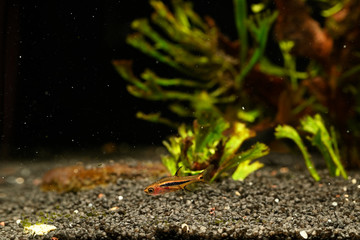 Boraras brigittae - A small nano fish in an aquarium.