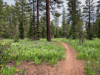 Beautiful single track dirt trail through wild flowers in Tahoe California forest