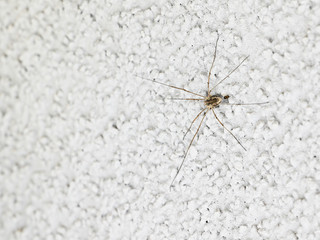 Spider on a white wall in detail.