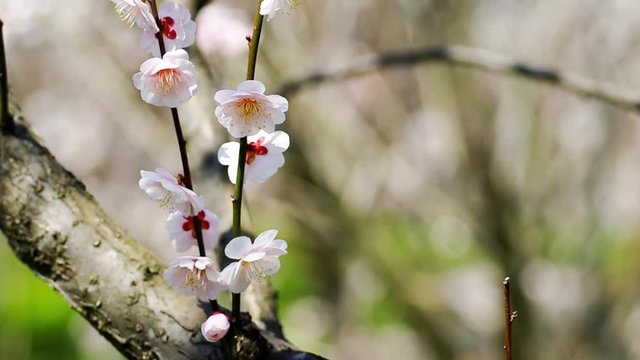 ウメの花 ヤエアサヒ, 八重旭