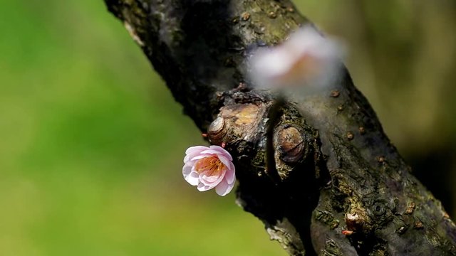 ウメの花 ヤエアサヒ, 八重旭
