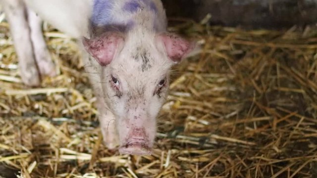 Baby pig onlivestock farm. Pigs on livestock farm. Pig farming.