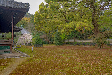 京都 青蓮院 宸殿と前庭風景