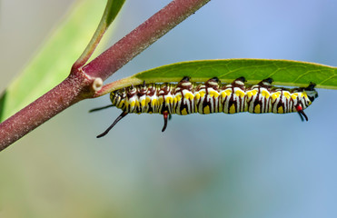 Machaon butterfly caterpillar close up photo - Powered by Adobe