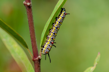 Machaon butterfly caterpillar close up photo