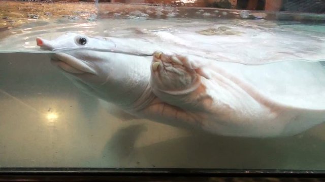  Soft-shelled turtles albino