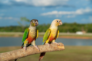 Fototapeta na wymiar Beautiful two parrots on colorful nature background.