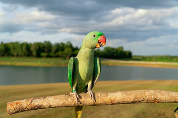Beautiful green parrot on colorful nature background.
