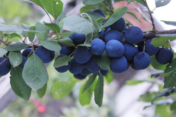 Prunus spinosa. The branch of the blue plums. The sloe is growing in the rural garden. The...