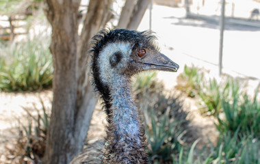 close up photo of emu bird head