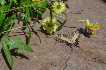 Close up photo of Papilio Machaon butterfly on the ground