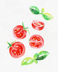 Tomato and Basil. Watercolor hand drawing. Food, vegetables and fruit isolated on white background. Book illustration, recipe, menu, magazine or journal article.