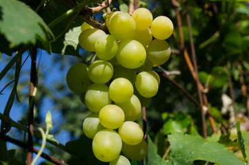 Harvest grapes. Large grapes. Grapes and winemaking. Large grapes. © Aleksey