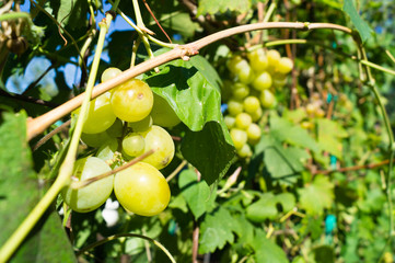Harvest grapes. Large grapes. Grapes and winemaking. Large grapes.