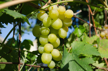 Harvest grapes. Large grapes. Grapes and winemaking. Large grapes.