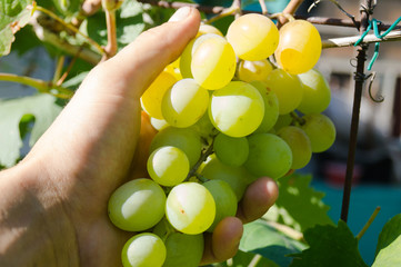 Harvest grapes. Large grapes. Grapes and winemaking. Large grapes.