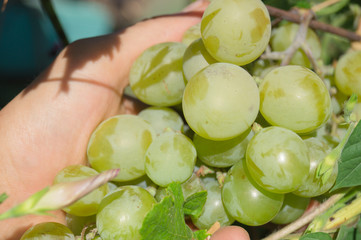 Harvest grapes. Large grapes. Grapes and winemaking. Large grapes.