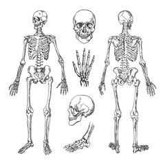 Human Skeleton Hand-drawn Element