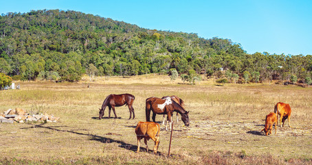 Fototapeta na wymiar Horse And Cattle Grazing Together On Sugar Cane