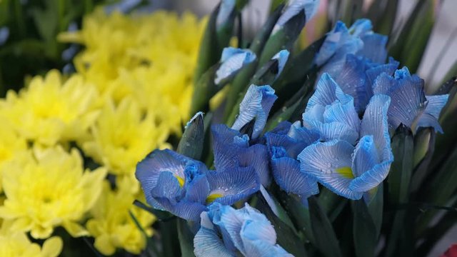Floral business concept. Blue flowers iris with water drops in flower shop for sale on yellow astras background, closeup view. Moisturizing fresh flowers for long-term storage. Floristry studio store.