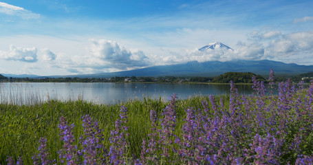 Fototapeta na wymiar Mountain Fujisan and Lavender field in Kawaguchiko in Japan